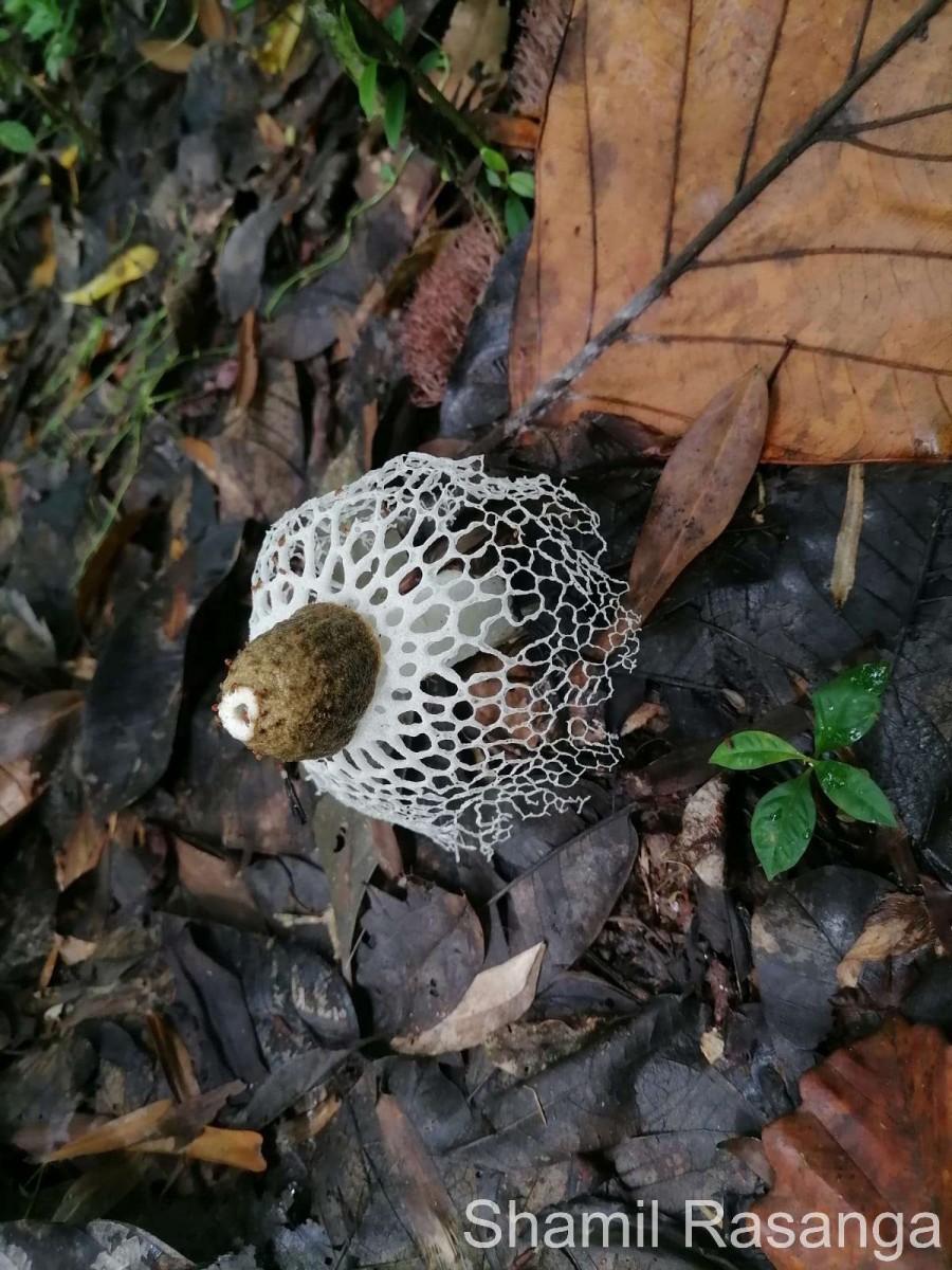 Phallus